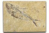 Bargain, Fossil Fish (Diplomystus) - Wyoming #344746-1